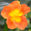 Helianthemum Ben Nevis - Abriachan Nurseries